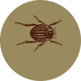 bettle
