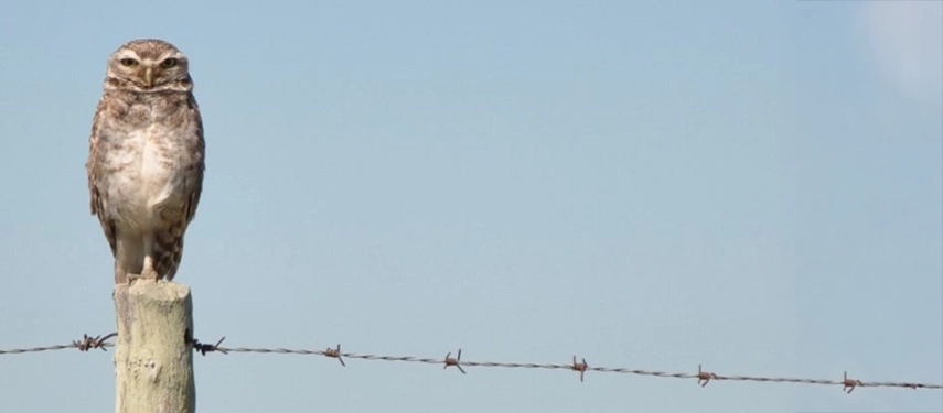 Burrowing owl perched on a fence post in open grassland at Estancia Don Joaquín.