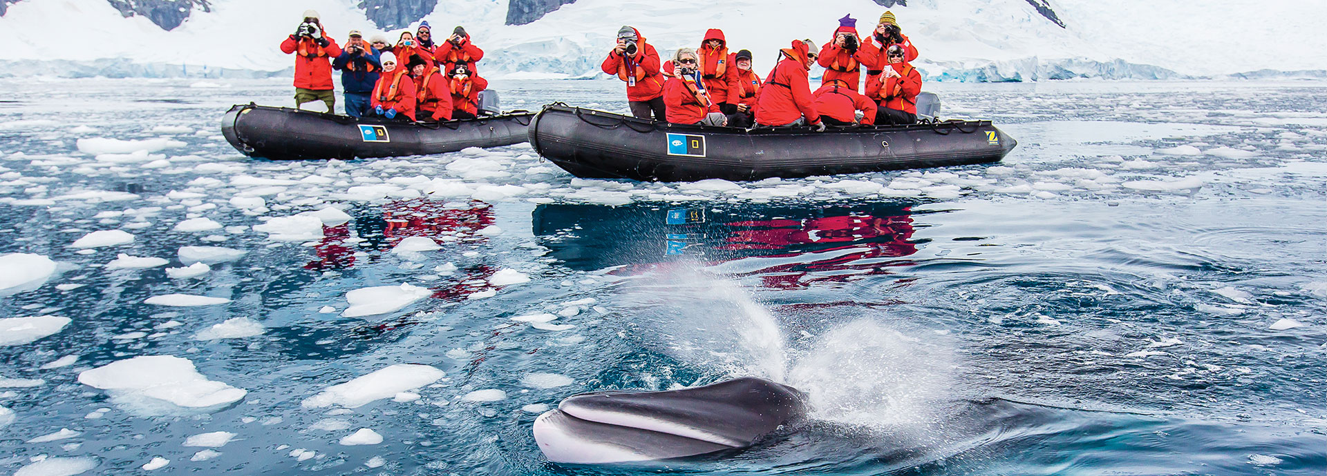 Tourists viewing a beluga whale in the Artic Circle on a luxury winter vacation
