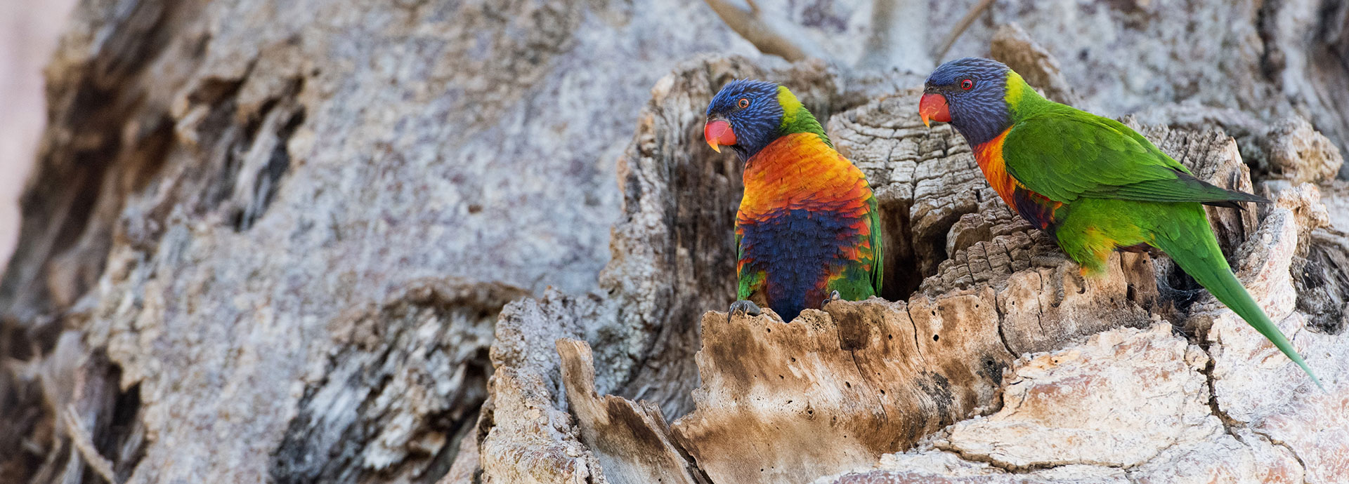 Two rainbow lorikeets sitting in a tree