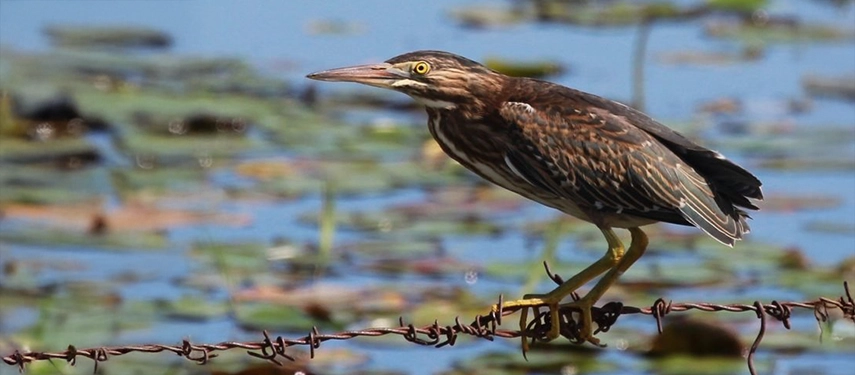 Black-crowned night heron perched on barbed wire above a lily-covered lagoon at Estancia Don Joaquín.