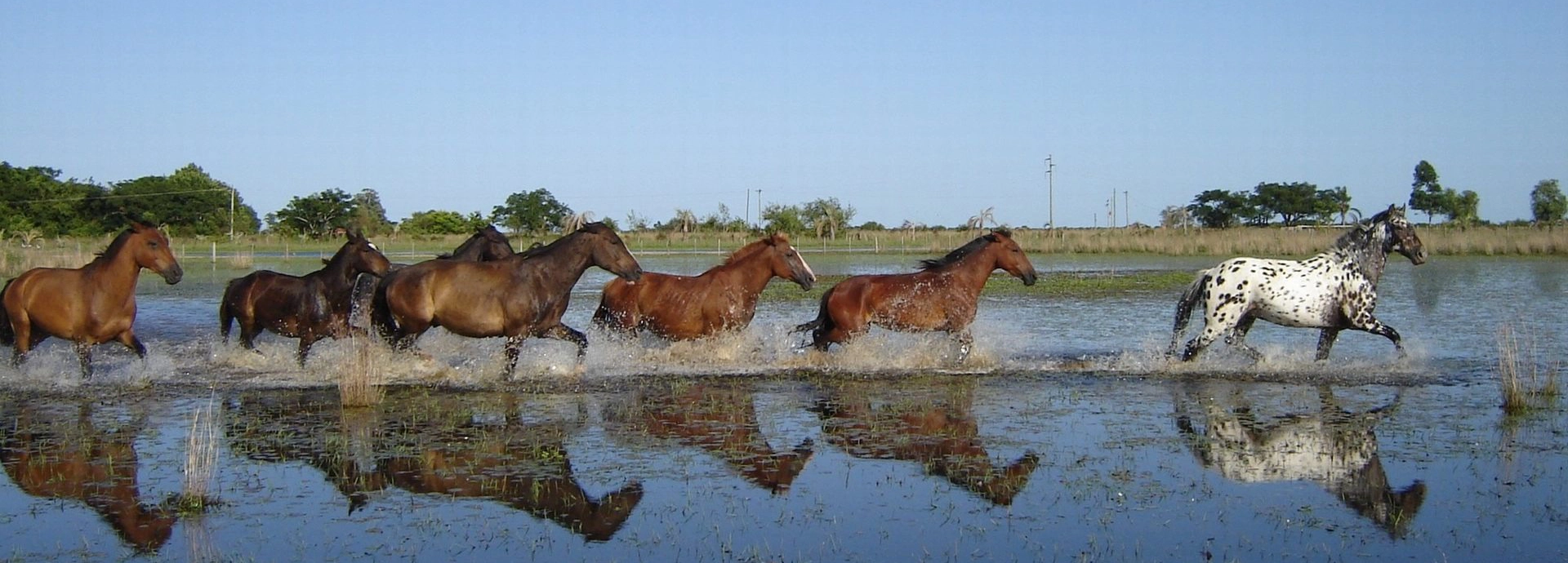 Herd of horses galloping through shallow floodwaters across open plains at Estancia Don Joaquín.