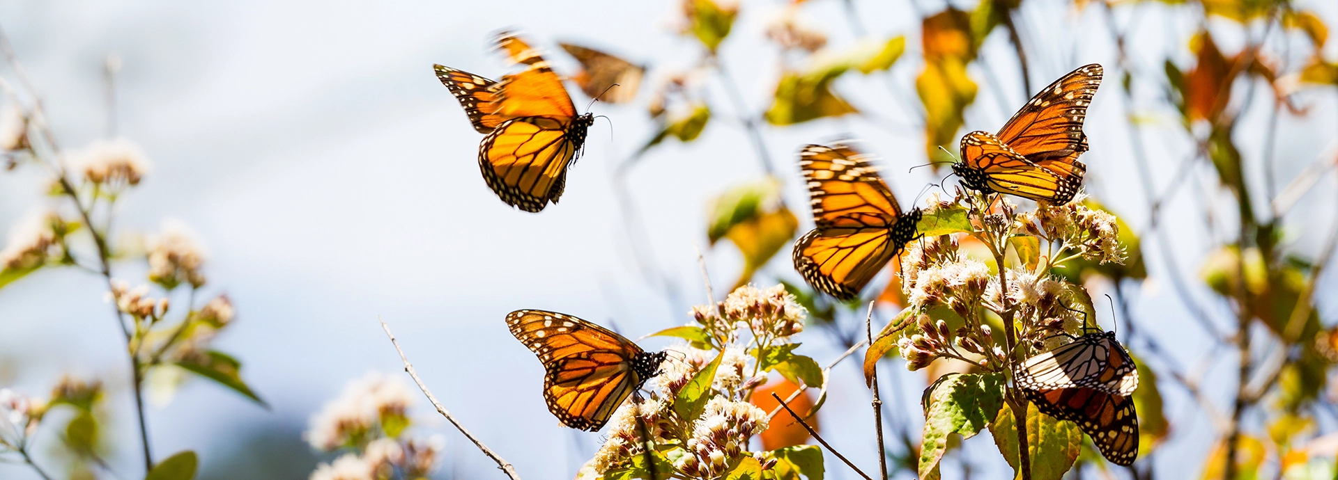 A cluster of monarch butterflies in flight and at rest on flowering shrubs, their vivid orange and black wings catching bright sunlight against a soft, pale sky.