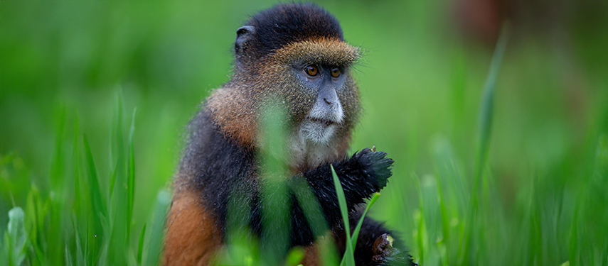 Golden monkey grazing in long grass, Rwanda