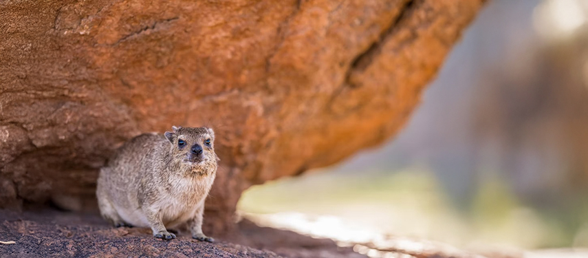 Rock hyrax in Damaraland, Namibia