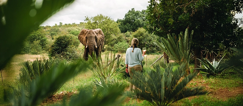 An elephant wanders past the camp gardens at Simbavati Camp George, reinforcing the sense of living alongside wildlife.