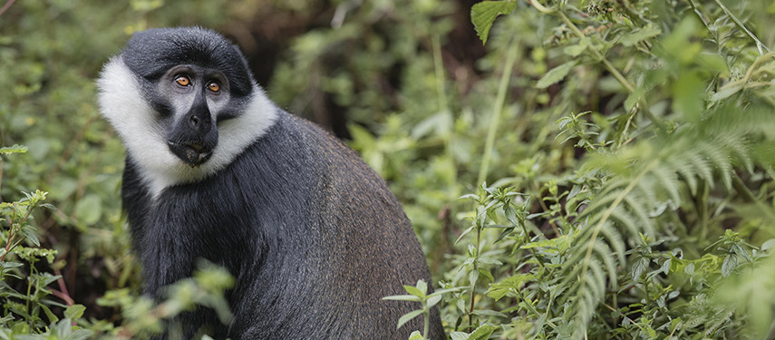 A monkey amongst ferns in Rwanda