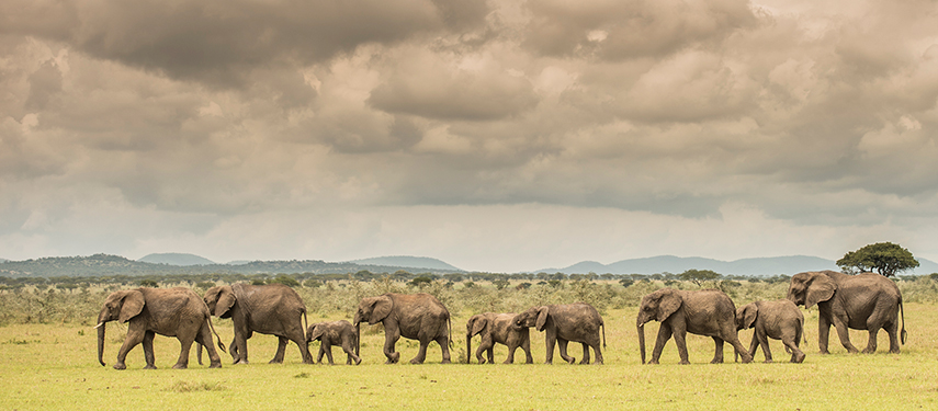Elephant Herd in the Serengeti