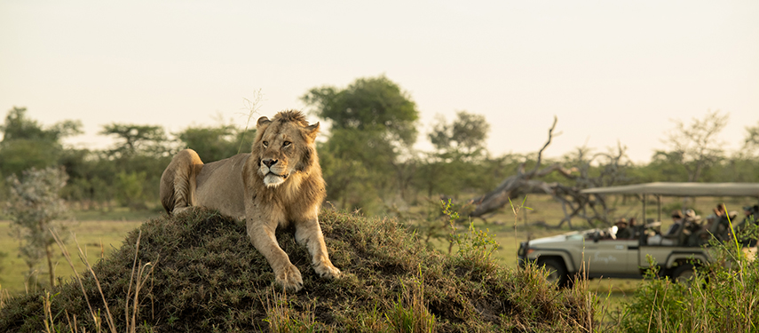 Game drive on the Serengeti with guests watching a male lion.