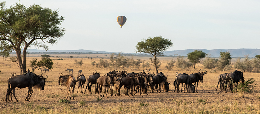 Hot Air Balloon over a Wildebeest Herd in the Serengeti
