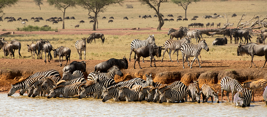 Zebra and wildebeest drink from a waterhole in Grumeti Game Reserve on the borders of Tanzania's Serengeti National Park