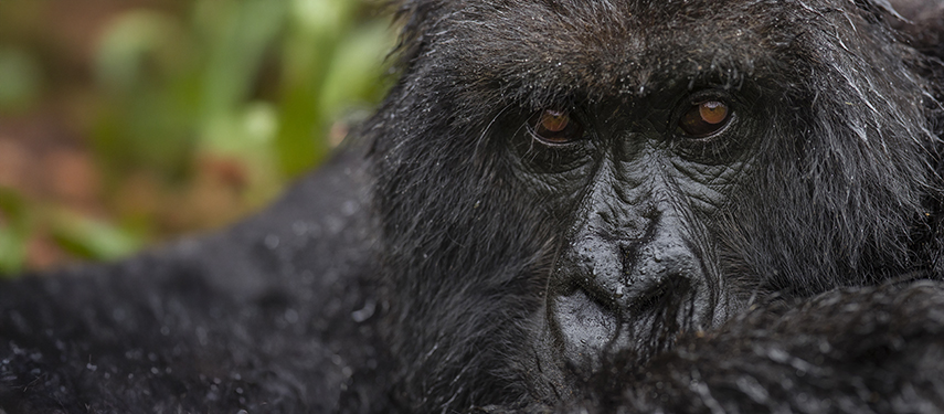 Close-up of a mountain gorilla's face in Volcanoes National Park, Rwanda