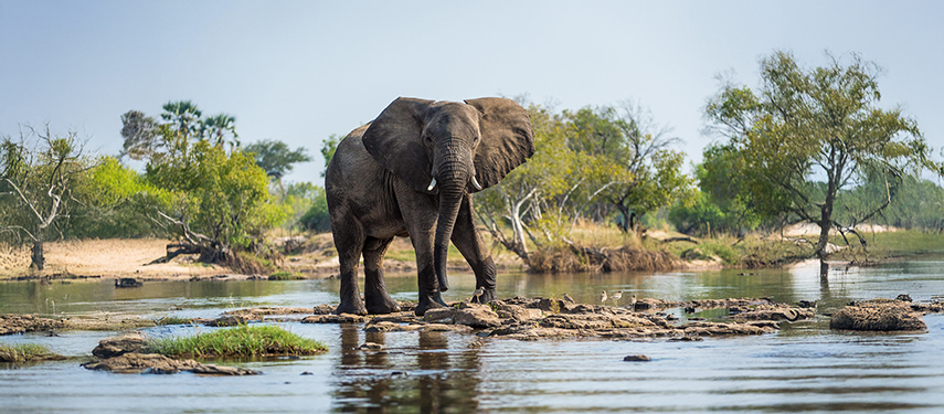 Elephant standing calmly on a rock island in the middle of the Zambezi