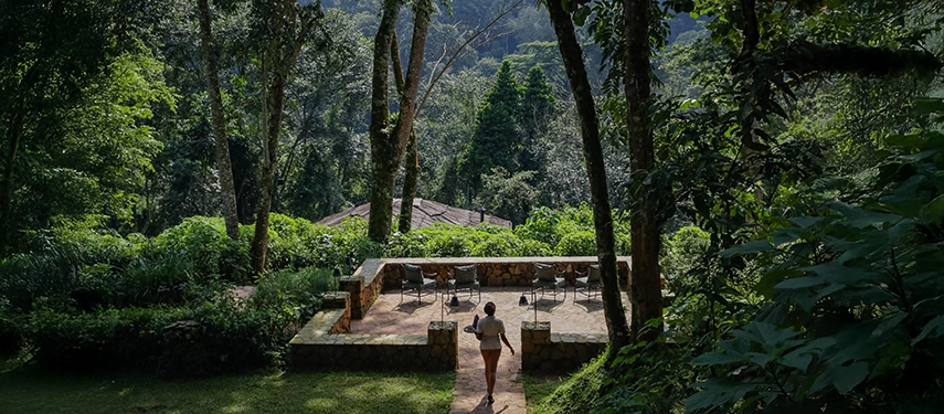 The forest clearing and outdoor terrace at Volcanoes Bwindi Lodge, framed by towering trees and surrounded by dense rainforest.