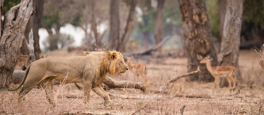 Lion walking past a young gazelle in Mana Pools National Park