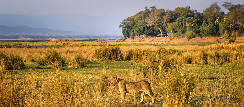 A lion prowls through the grass at Little Ruckomechi in Mana Pools, Zimbabwe