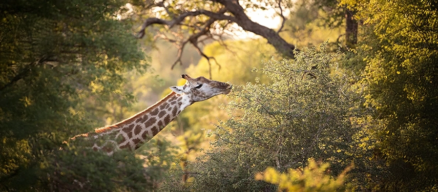 A giraffe browses quietly among riverine trees in the Timbavati region, one of the many species seen on safari near Camp George.