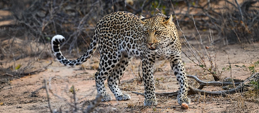 A leopard moves stealthily through dry bushveld in the Timbavati, a reserve renowned for exceptional big cat sightings.