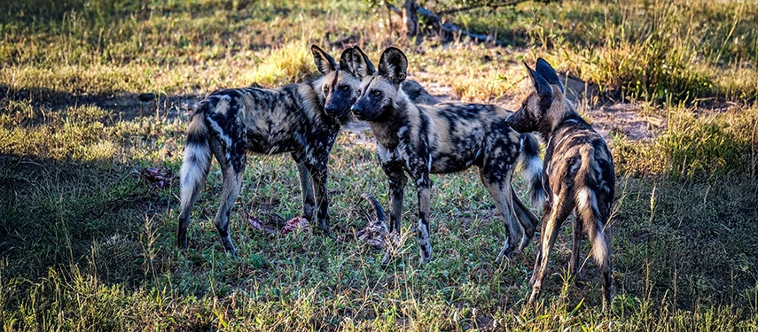 African wild dogs stand alert in open woodland within the Greater Kruger ecosystem, a rare and thrilling safari sighting.