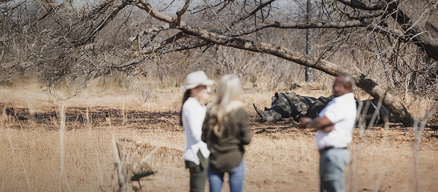 Guests on a guided walking safari observing a white rhino in Mosi-oa-Tunya