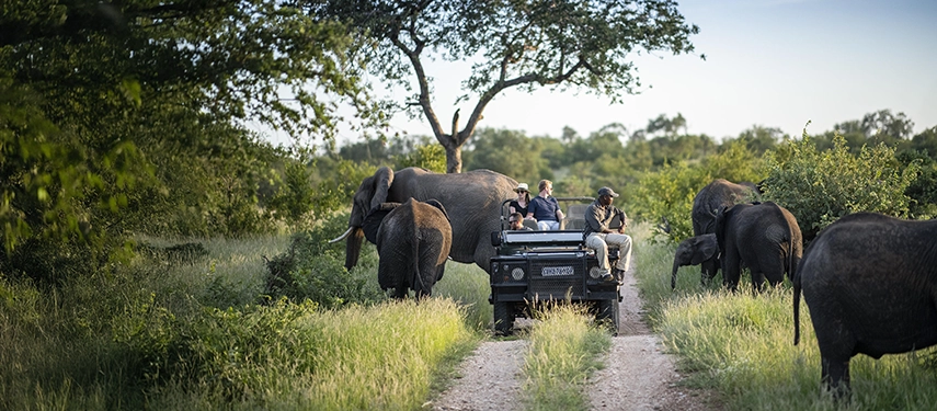 Guests enjoy a close encounter with a herd of elephants during a guided game drive in the Timbavati Private Nature Reserve.