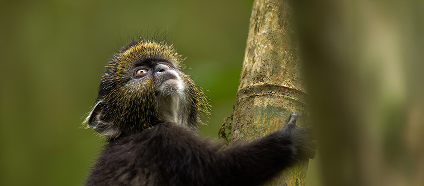 Golden monkey climbing a stem of bamboo, Rwanda