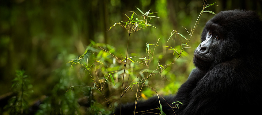 Close-up of a mountain gorilla in Volcanoes National Park, Rwanda