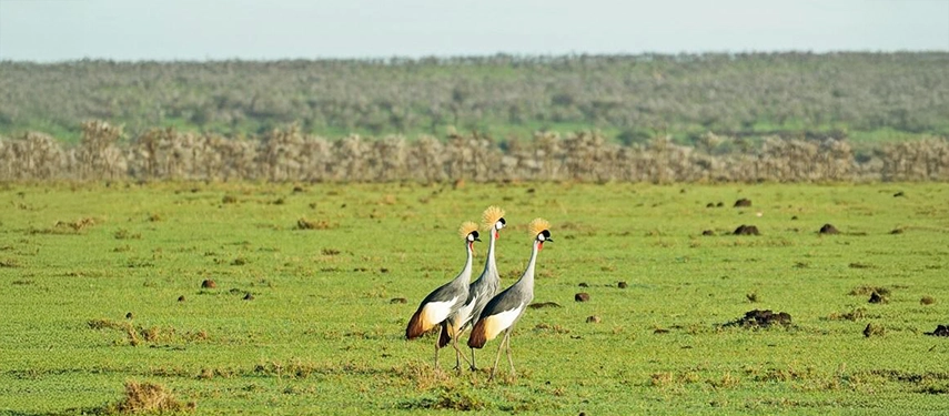 Three grey crowned cranes standing on the grassy plains of the Masai Mara, a common sighting during birdwatching safaris with Basecamp Explorer.