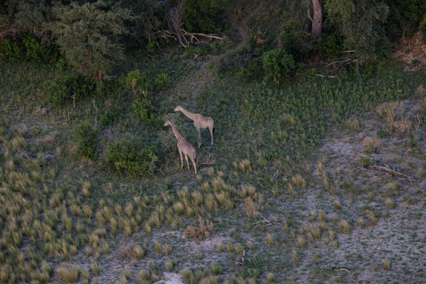 An aerial view reveals giraffe moving through riverine forest and open grassland in a remote Okavango Delta concession.
