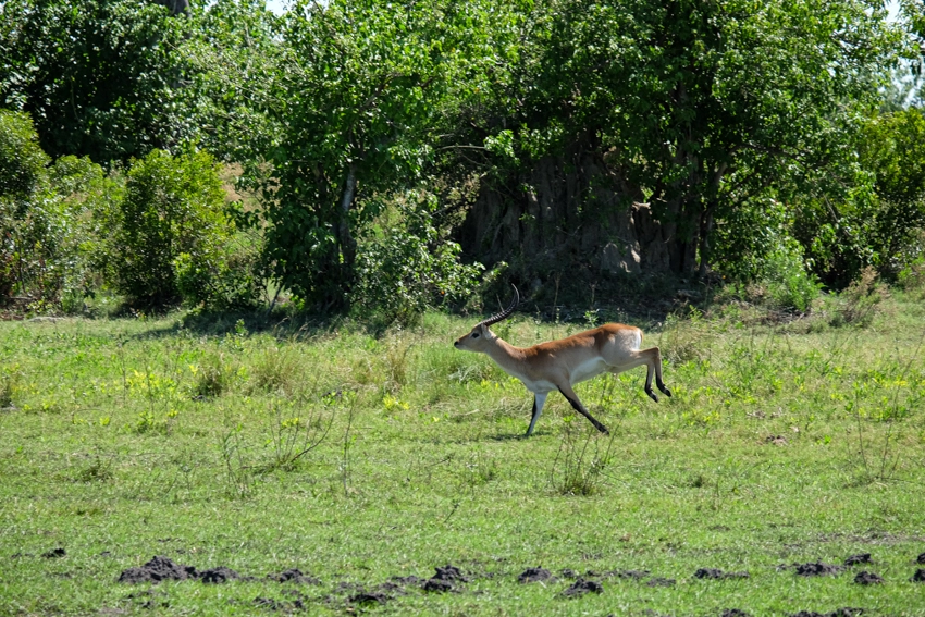 A red lechwe bounds across open floodplain grassland in Botswana’s Okavango Delta, captured mid-stride against a backdrop of riverine woodland.