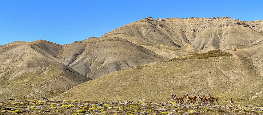 A herd of guanacos moves across rolling ochre hills beneath the stark ridgelines of the Patagonian steppe.
