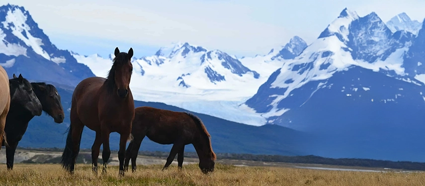 Horses grazing on open grassland with snow-capped Patagonian peaks and glaciers in the background.