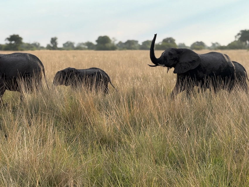 Elephants move slowly through tall grasses on the Botswana plains, a powerful reminder of the scale and serenity of Africa’s wild spaces.