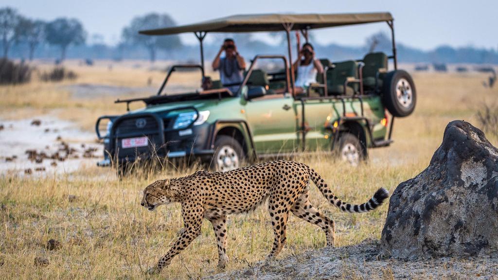 A game drive observes a cheetah on safari in Zimbabwe