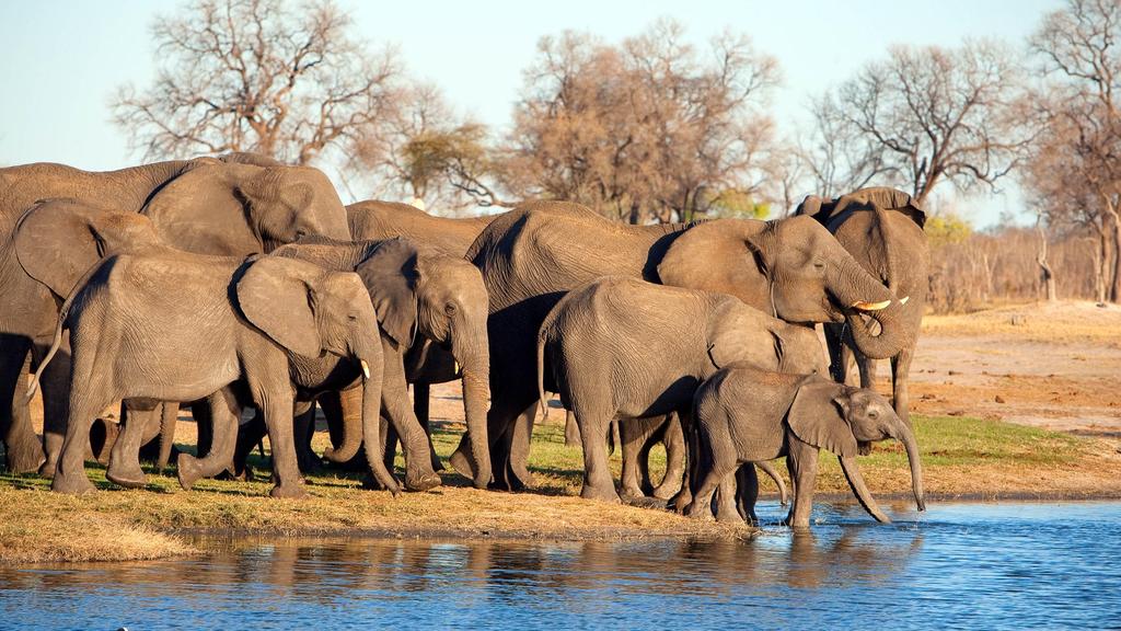 Elephants drink from a pool at Mpala Jena Camp on the banks of the Zambezi