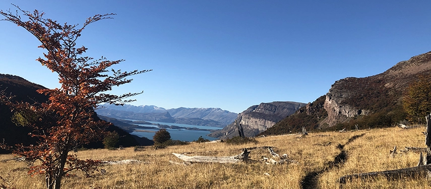 Golden autumn grassland and a lone red tree overlooking Lago San Martín and surrounding mountains.