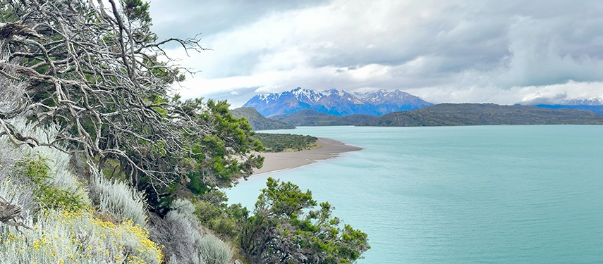 Close-up view of Lago San Martín’s turquoise shoreline framed by windswept trees and wildflowers.