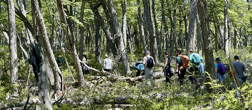 Group of hikers trekking through a dense Patagonian lenga forest near Estancia El Cóndor.
