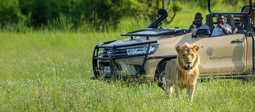 A male lion strides through green floodplain grass as a safari vehicle follows at a respectful distance in the Okavango Delta.
