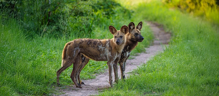 Two African wild dogs stand alert on a narrow bush path, framed by lush green vegetation.