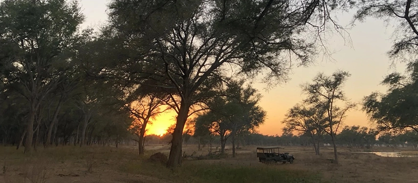 Game drive vehicle parked in a grove of winterthorn trees at sunset in the Lower Zambezi.