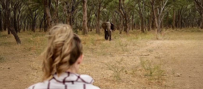 Traveller on foot observing an elephant approaching through a grove of winterthorn trees in the Lower Zambezi.