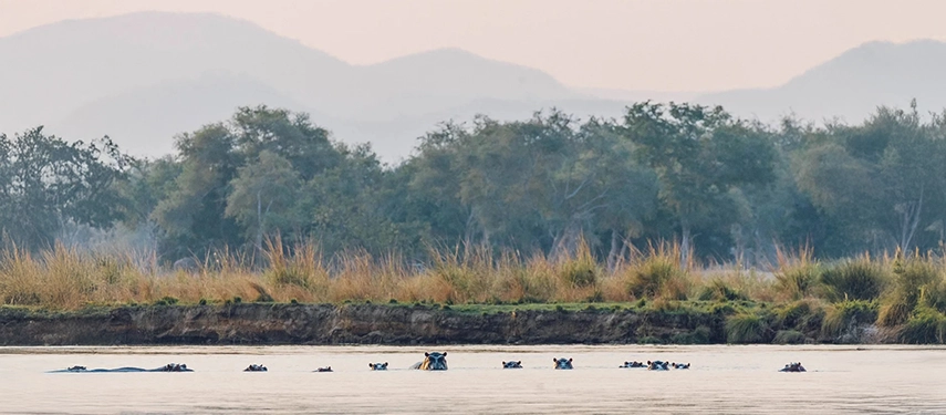 Pod of hippos resting in the Zambezi River with a backdrop of hazy hills and riverine woodland.