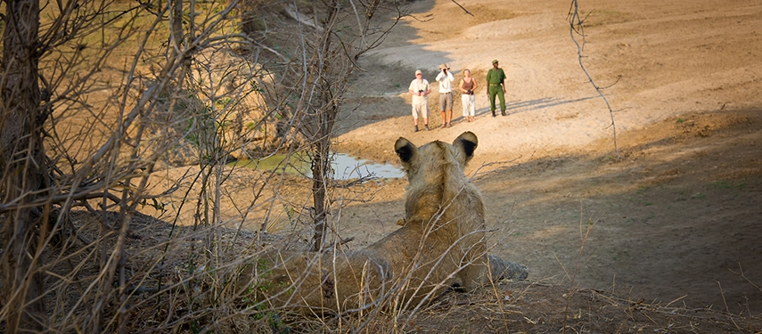 Framed through dry thornbush, a lioness watches undetected as a small walking safari party passes along a sandy path in South Luangwa National Park, guide and guests unaware of how close they are being observed.