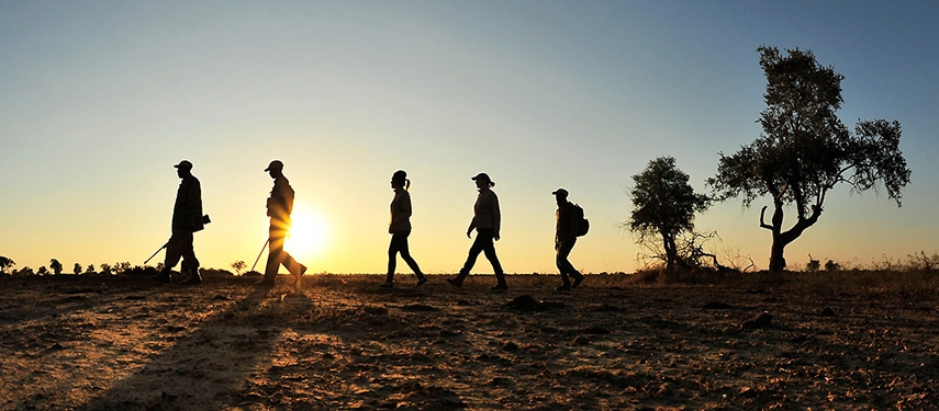 Five figures are silhouetted against a wide South Luangwa sunrise, walking single file across open ground past a lone thornbush — a guided walking safari departing at first light.