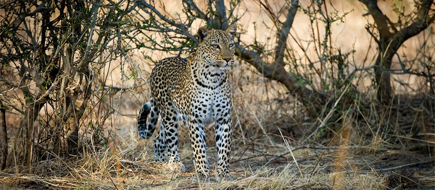 A leopard stands alert and poised at the edge of dry thornbush in South Luangwa National Park, its spotted coat sharp against the warm amber tones of the surrounding scrub.