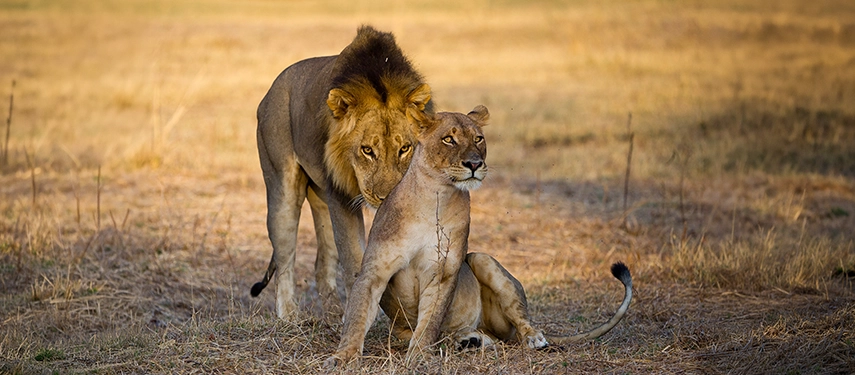 A male lion stands over a seated lioness in open golden grassland in South Luangwa National Park, both animals gazing outward with quiet authority in the warm afternoon light.