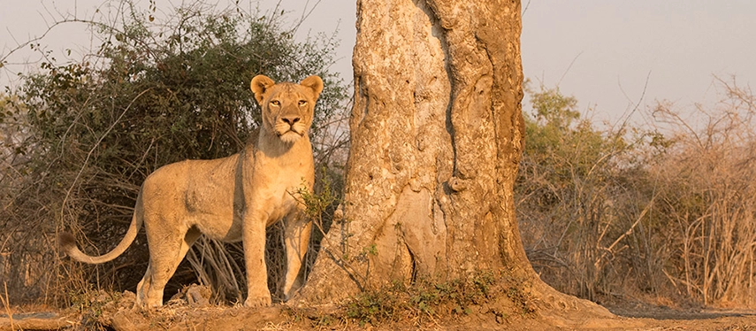 A lioness stands tall and watchful beside the broad, textured trunk of a termite mound in South Luangwa National Park, bathed in warm late-afternoon light with dry thornbush all around her.