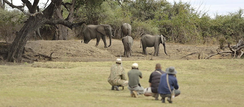 A walking safari party crouches low in open grassland to observe a small group of elephants — including a calf — moving through dry scrub at the edge of woodland in South Luangwa National Park.