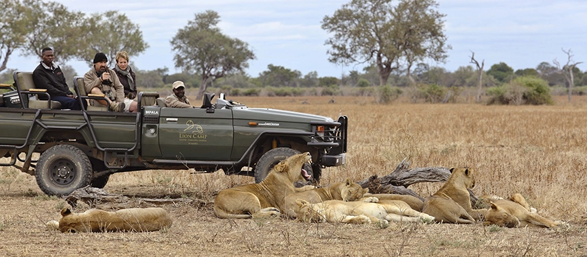 A pride of lions rests in the dry grass of South Luangwa National Park directly alongside a Lion Camp game drive vehicle, guests photographing the relaxed animals at close range.